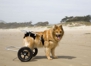 Disability Awareness Training