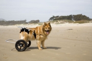 Disability Awareness Training